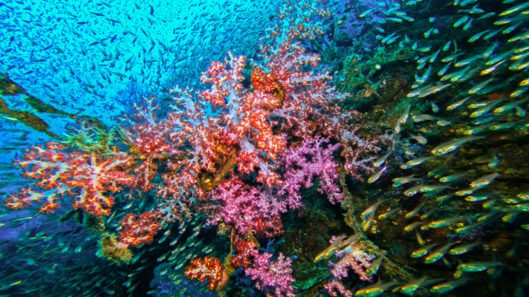 Koh Lanta Thailand Travel Guide – Top 5 Things to Do & Best Diving