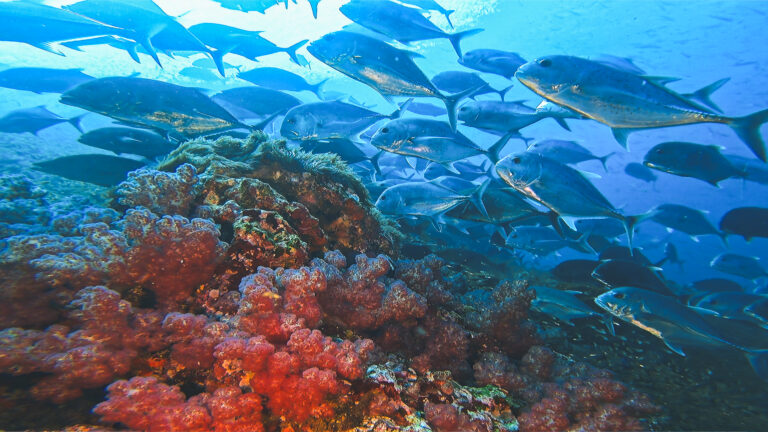 Richelieu Rock Thailand coral reef wall vibrant marine biodiversity
