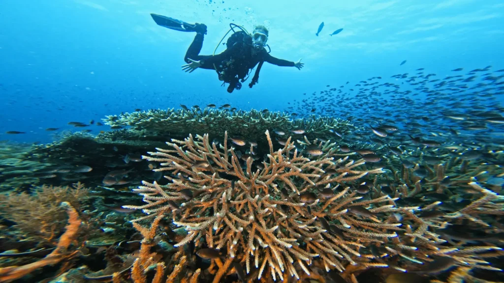 Diver practicing perfect buoyancy to avoid damaging coral reefs.