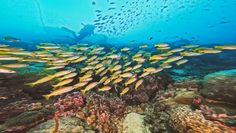 Scuba diver swimming alongside a school of yellowtail fish at 8 Mile Rock, Koh Lipe, Thailand.