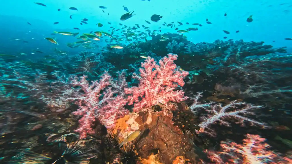 Vibrant pink and purple soft corals teeming with reef fish in Koh Lipe, Thailand.