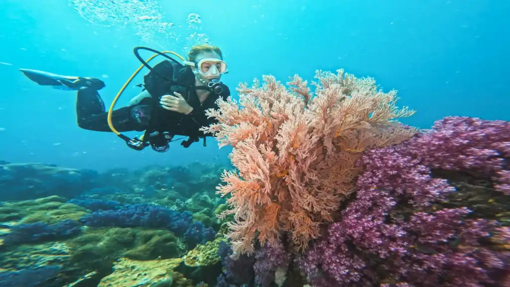 Koh Lipe Diving Large coral formations covered in soft coral and anthias at 8 Mile Rock.