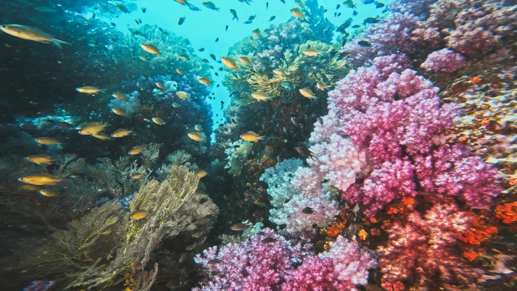 Close-up of soft coral and reef fish captured during a dive in Koh Lipe.