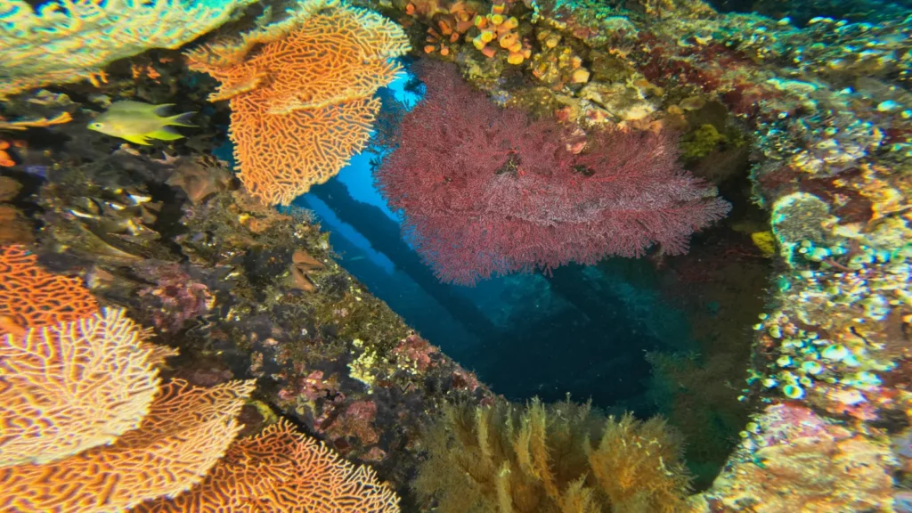 Vibrant orange and red gorgonian coral growing on the USAT Liberty Wreck in Bali.