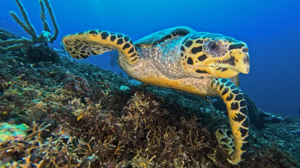 Hawksbill turtle swimming over coral near the USAT Liberty Wreck in Bali.