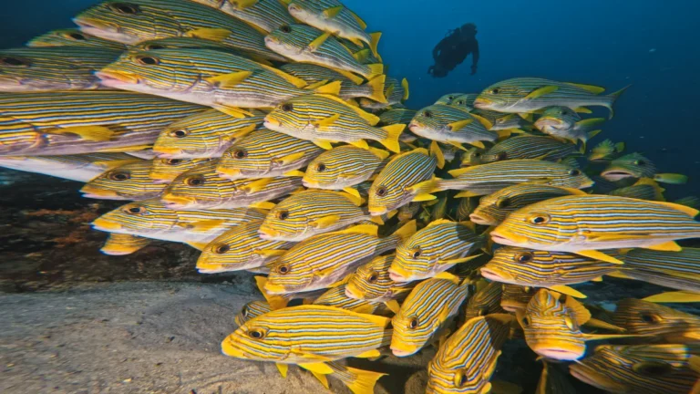 School of striped sweetlip fish and diver silhouette in Raja Ampat during 2025 coral bleaching season