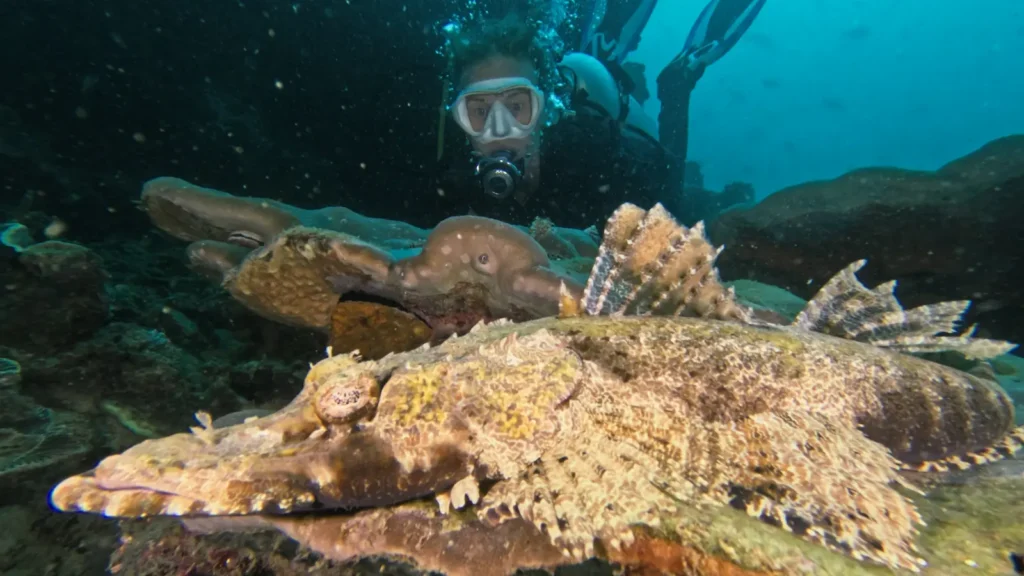 Biodiversity of marine life in Raja Ampat including crocodilefish