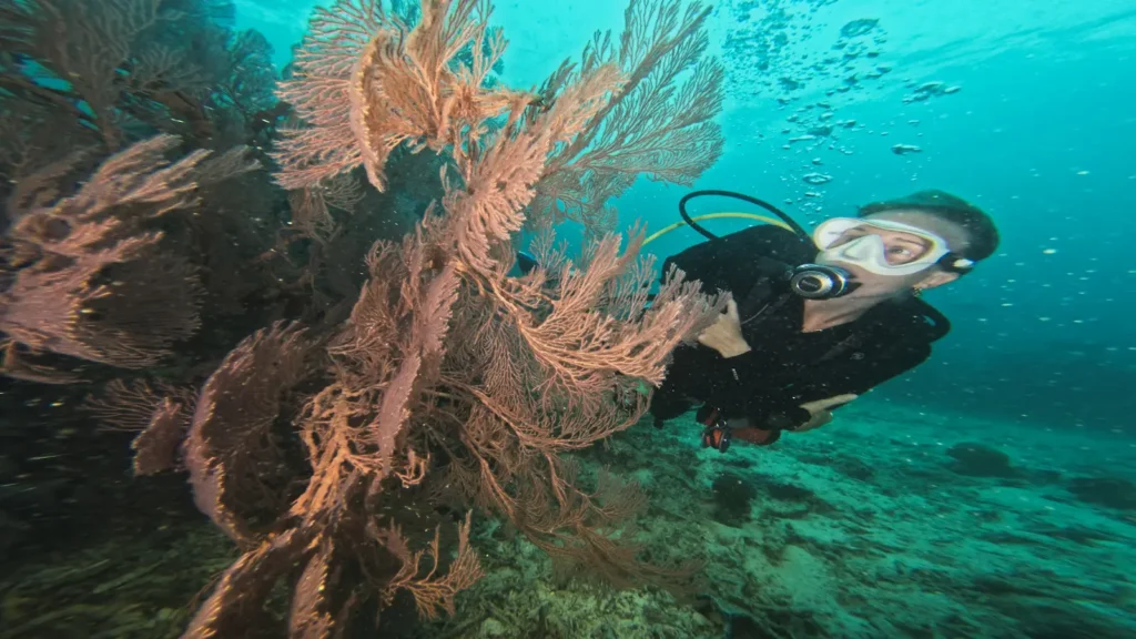 Diver exploring Sardine Reef with dense schools of fish in Raja Ampat.