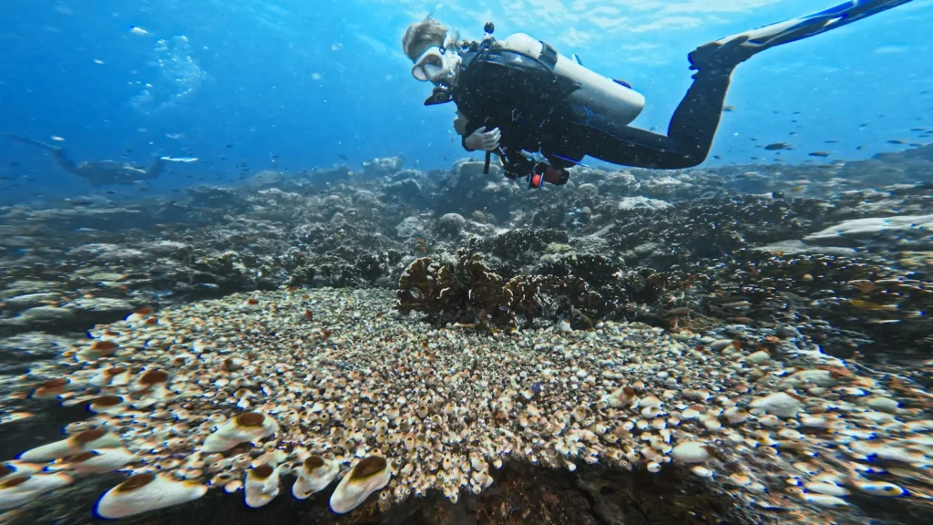 Table coral structure in Raja Ampat showing why this species is highly vulnerable to thermal stress.