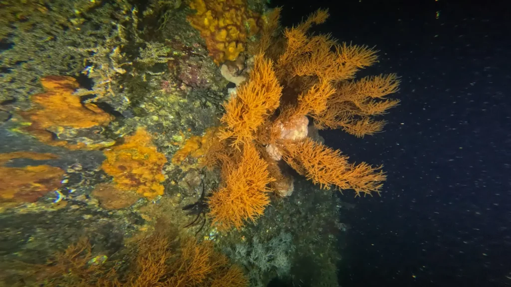 Orange soft coral illuminated during a night dive on the USAT Liberty Wreck in Tulamben, Bali.