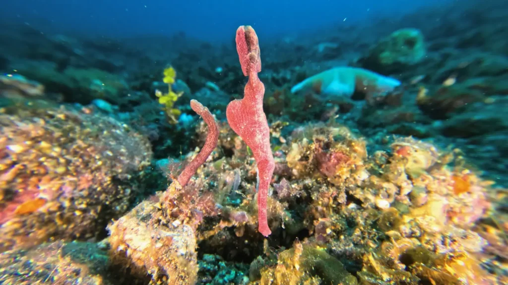 Macro photo of a velvet ghost pipefish camouflaged in volcanic black sand near the USAT Liberty Wreck in Tulamben, Bali.