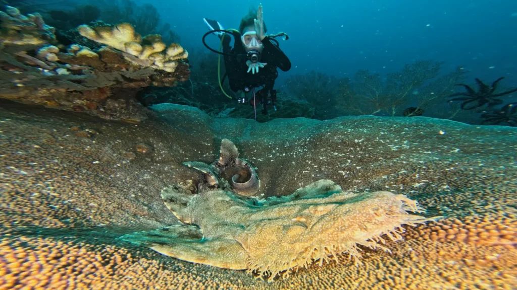 Wobbegong shark resting on coral in Raja Ampat.