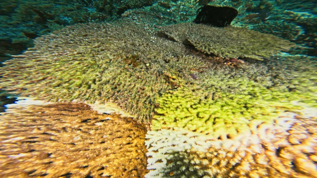 Close-up of bleached Acropora staghorn coral in Raja Ampat during the 2025 heatwave
