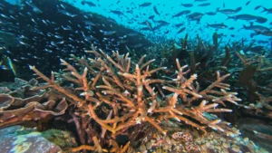 Healthy soft corals in Raja Ampat with pale tips showing early signs of bleaching in 2025