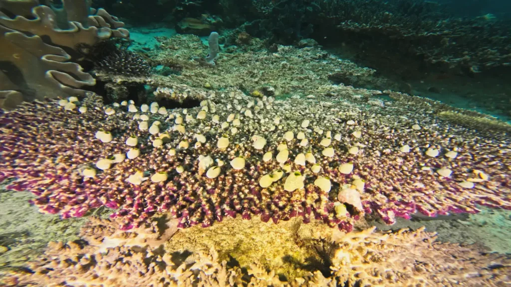 Dead table coral colony showing bleaching collapse in Central Raja Ampat