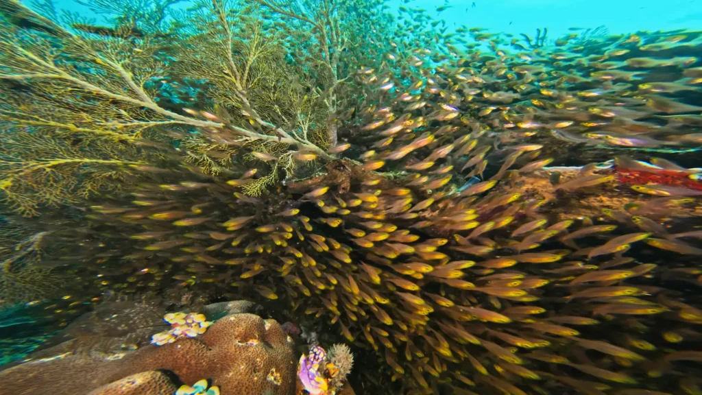 Dense school of reef fish swirling around a large sea fan in Raja Ampat