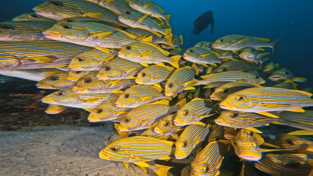 Cape Kri dive site in Central Raja Ampat with schooling fish