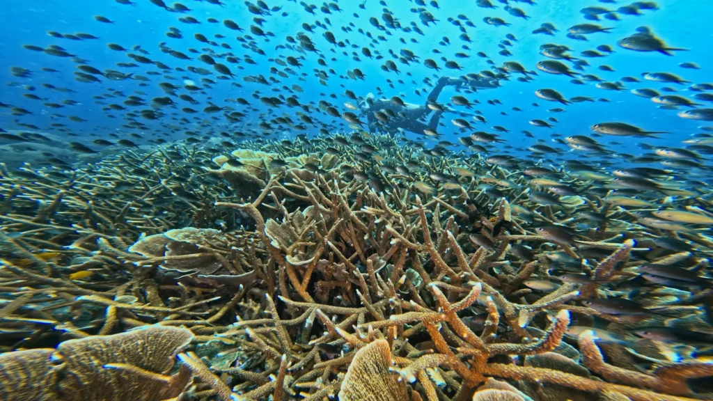 Dense schooling fish surrounding coral reefs in Raja Ampat