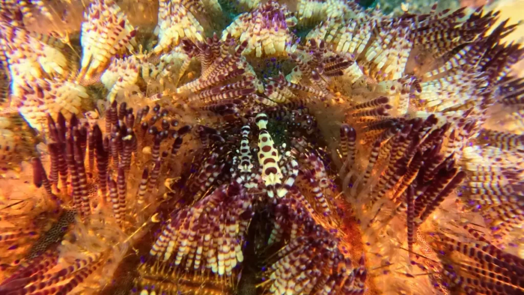 Coleman Shrimps found while macro diving in South Lombok