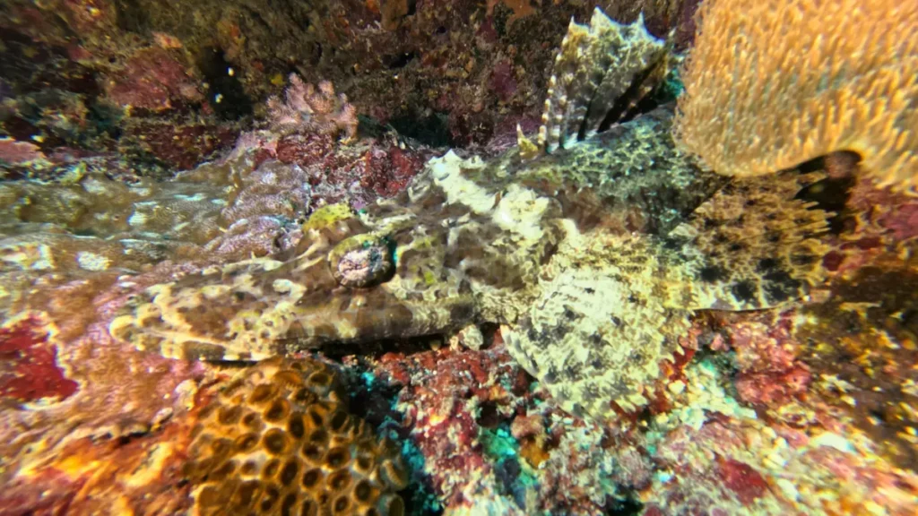 Crocodilefish seen while diving in South Lombok near Kuta Lombok