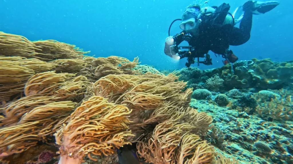 Scuba diver exploring reef Kuta Lombok diving