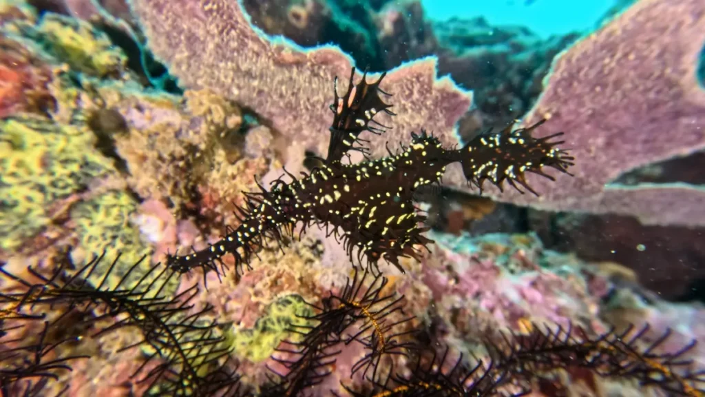 Ghost Pipefish spotted diving South Lombok Kuta Lombok dive sites