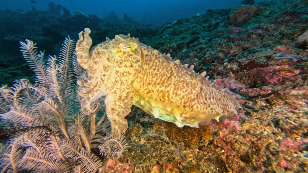Cuttlefish on a Coral Reef Diving in Lombok