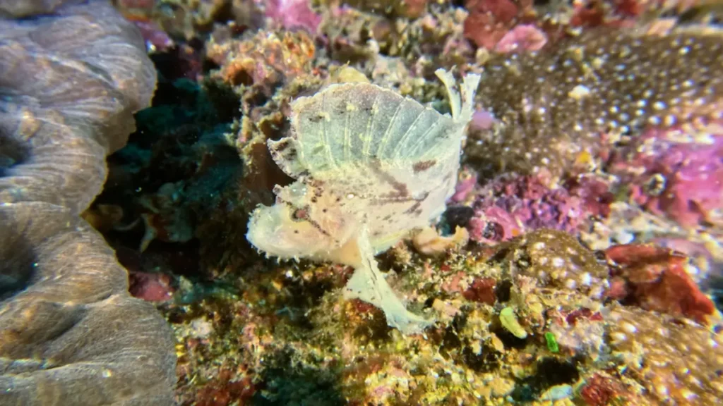 Leaf Scorpionfish macro diving Lombok Indonesia