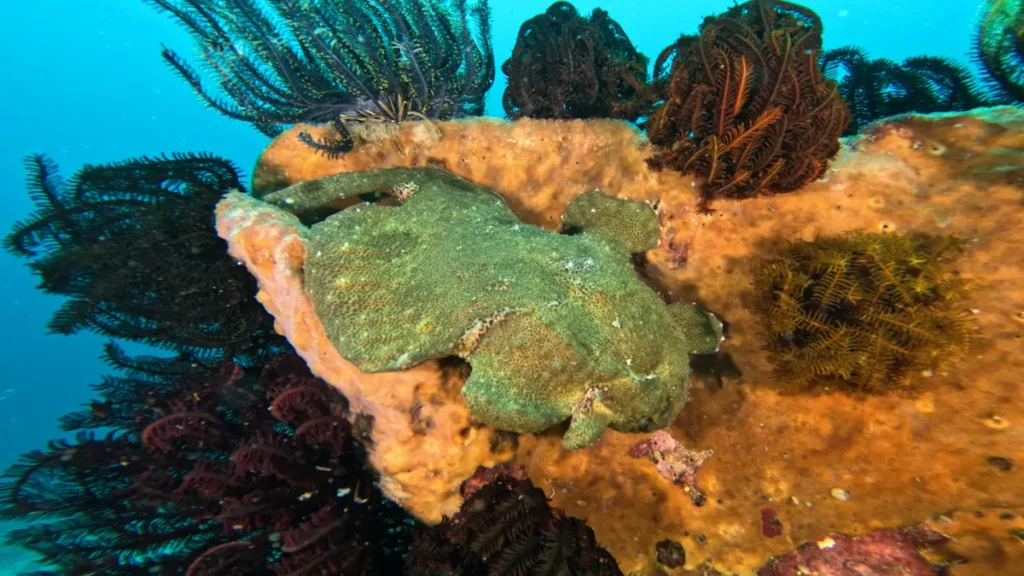 Giant frogfish found while macro diving in Lombok