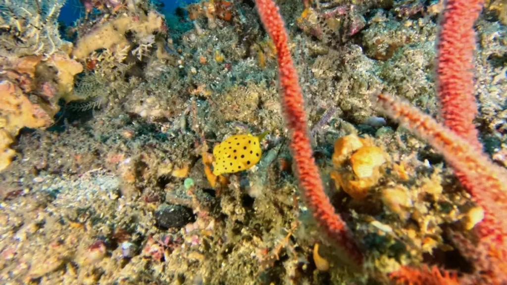 Macro marine life South Lombok diving Indonesia