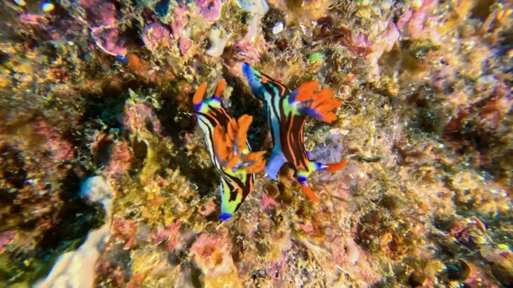 Colourful nudibranchs macro diving South Lombok Indonesia