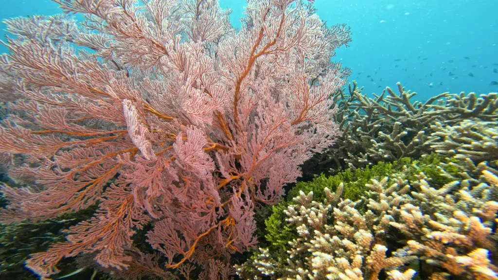 Sea fan on coral reef South Lombok scuba diving