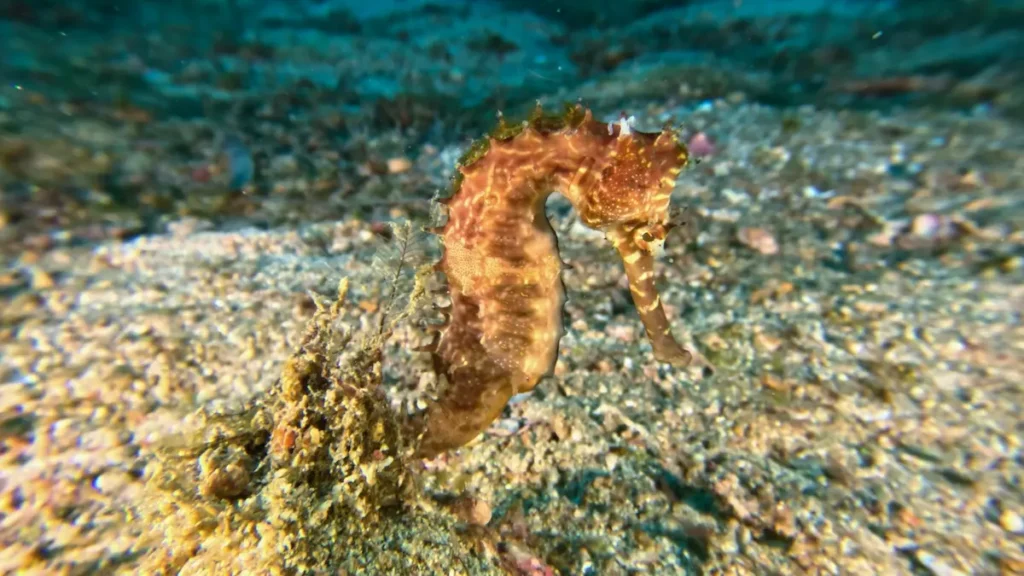 Seahorse spotted during macro diving in South Lombok Indonesia