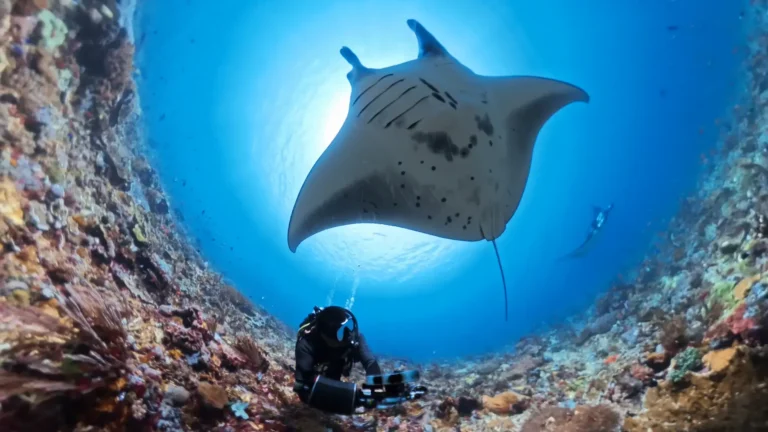 manta ray swimming while diving komodo national park indonesia