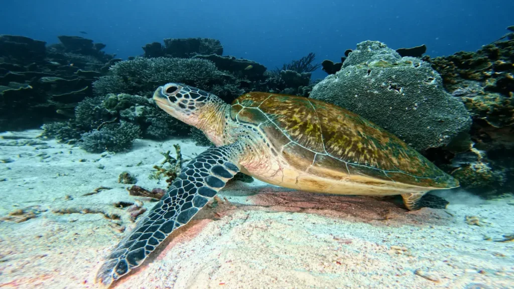 green turtle sitting under coral reef komodo diving indonesia