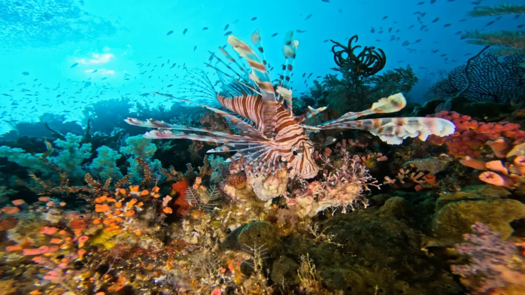 Colourful coral reef at Batu Bolong dive site Komodo