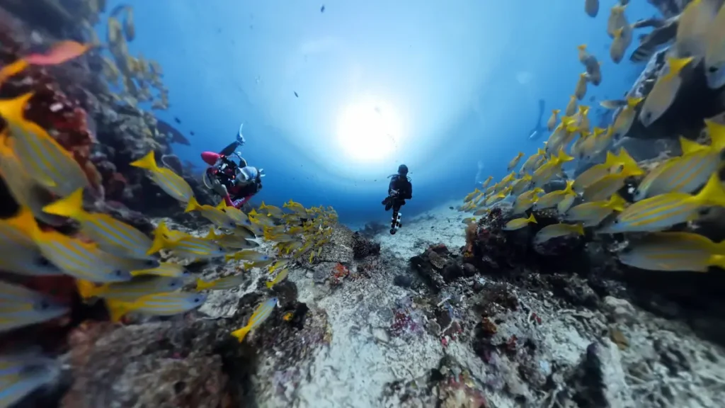 School of fish circling reef at Castle Rock dive site Komodo