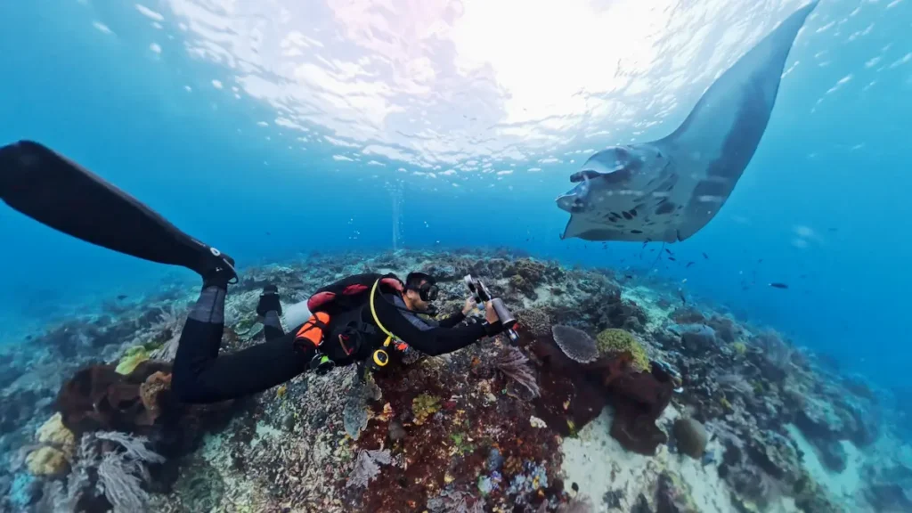 reef manta ray swimming at manta point komodo diving