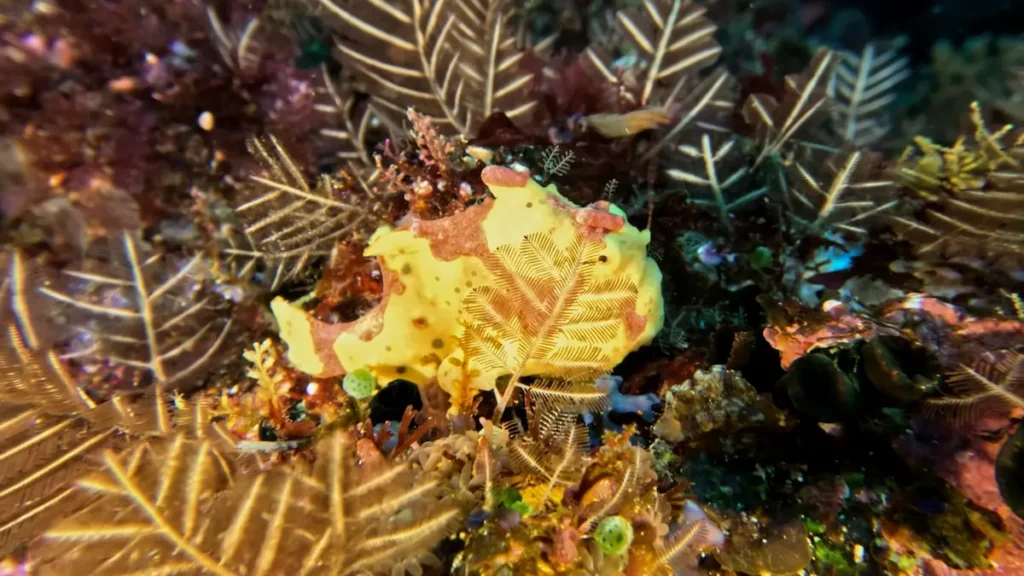 warty frpgfish with lure macro diving komodo national park