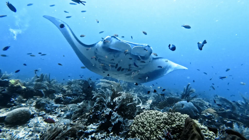 manta rays cleaning station komodo manta point