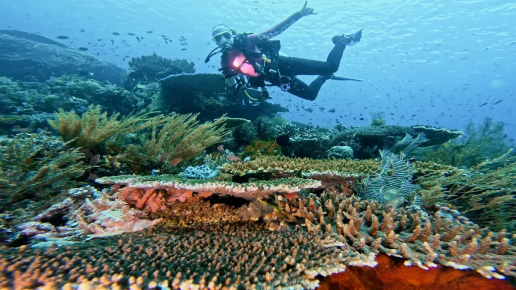 scuba diver exploring reef komodo national park indonesia