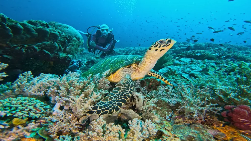 Sea turtle Siaba Besar Komodo