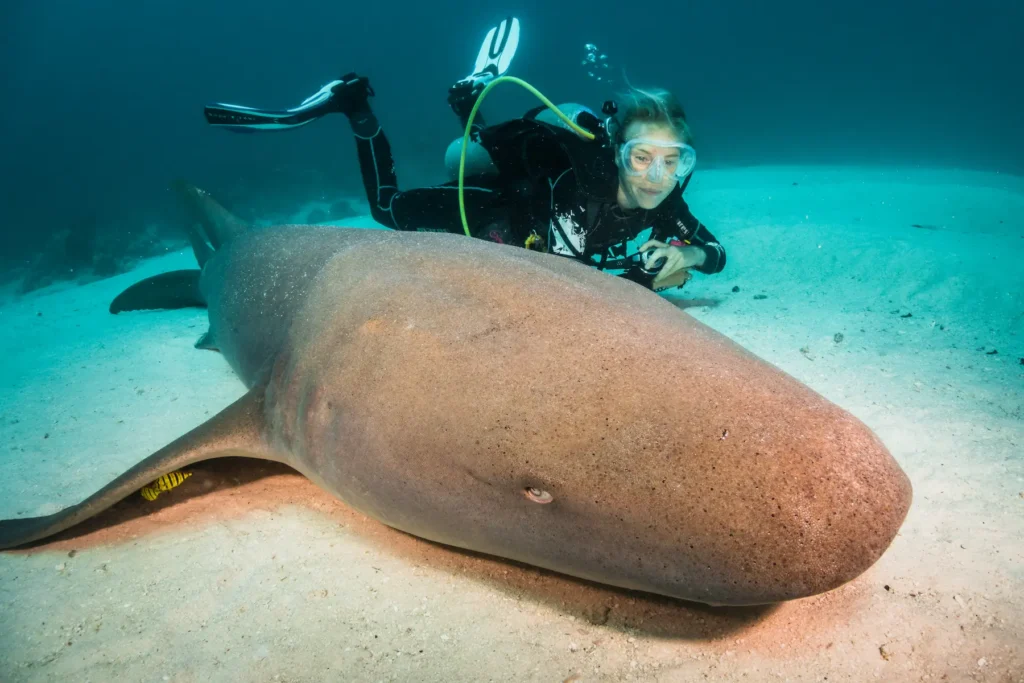 Diver next to a nurseshark in alimatha dive in the maldives