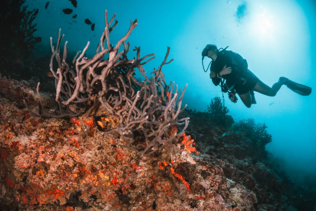 Healthy coral reef and marine life in the Maldives