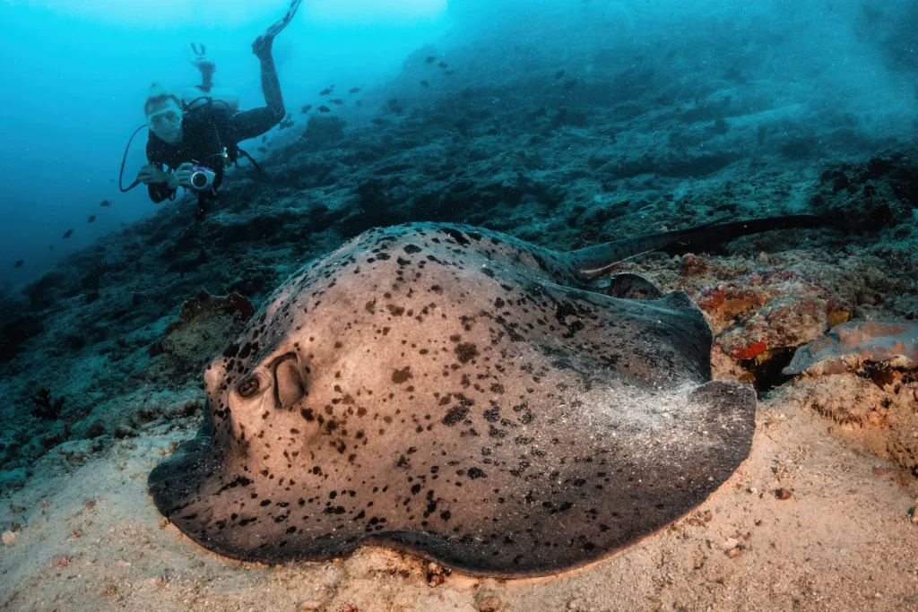 large marble ray sits on sandy ocean floor with diver in the maldives