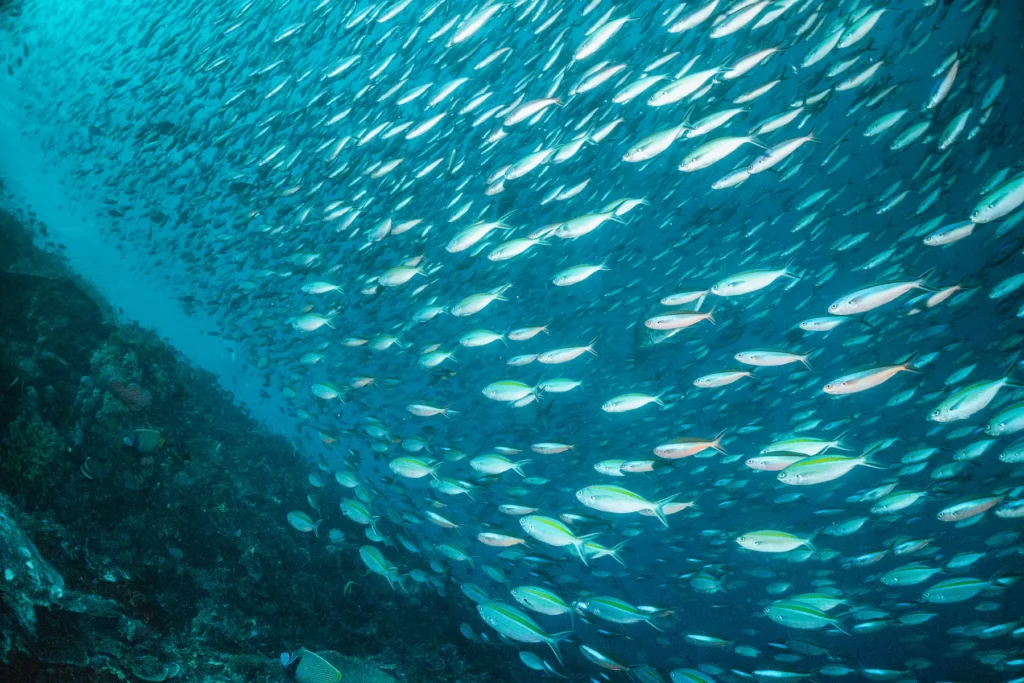 Drift diving through a Maldives kandu channel