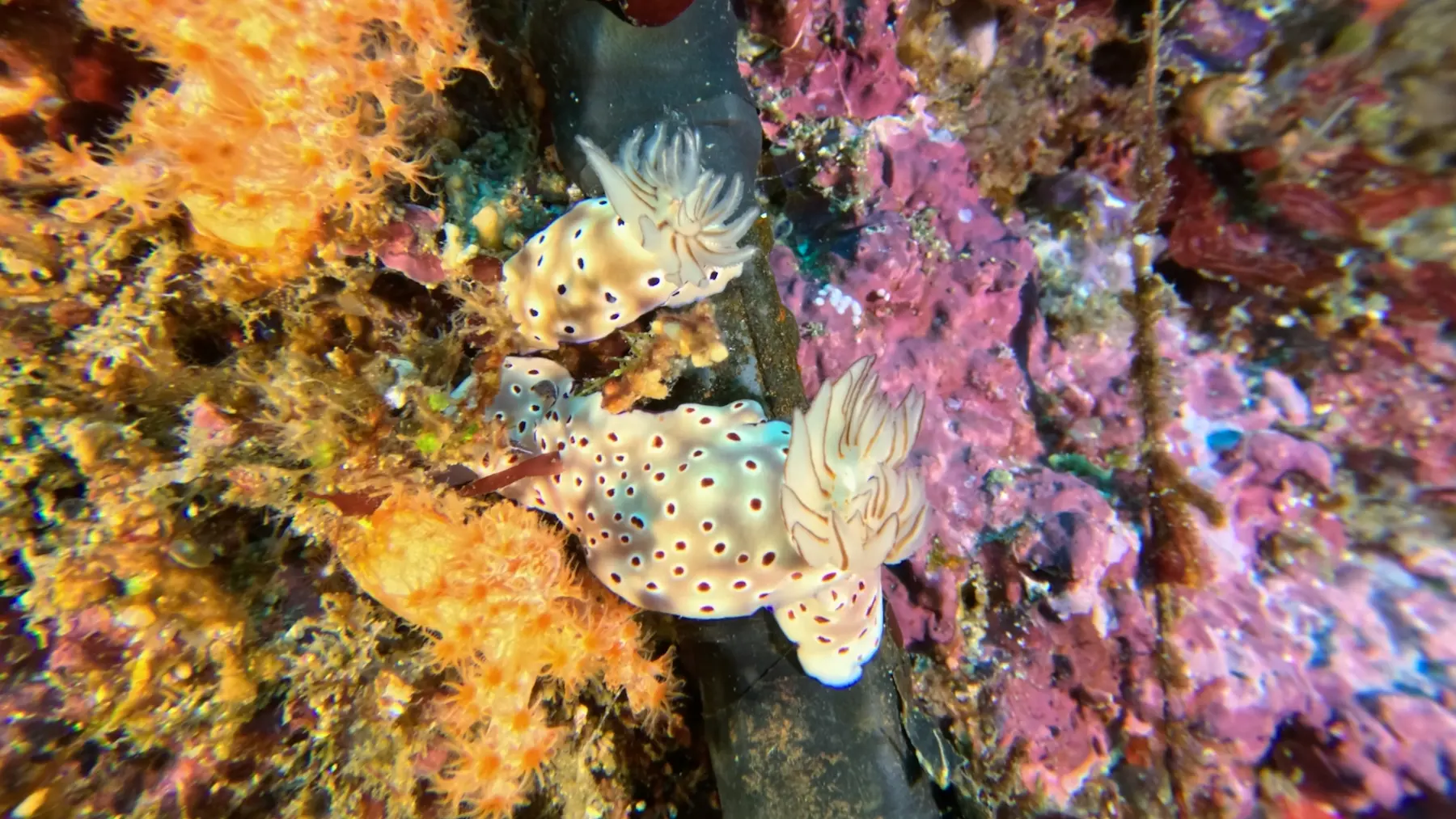 Colourful nudibranch macro diving Lombok