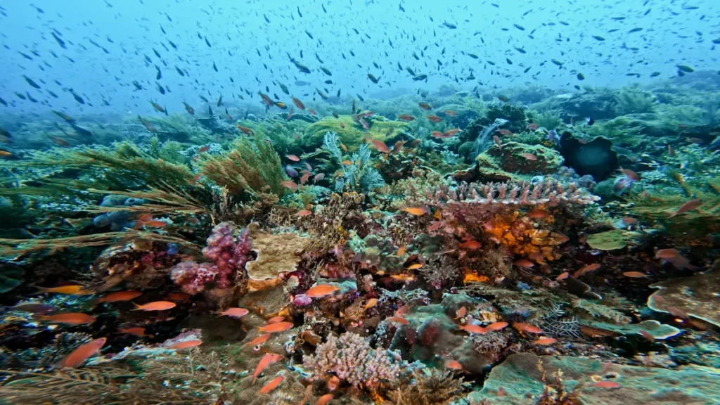 Diver exploring Batu Bolong dive site in Komodo National Park Indonesia