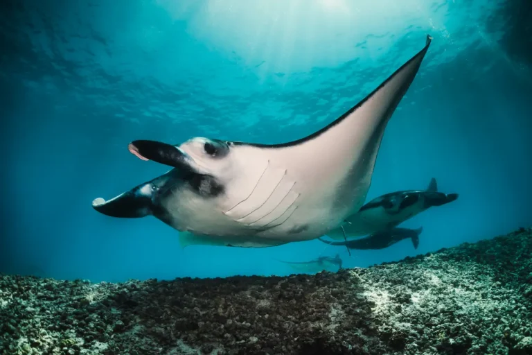 Best dive sites in Komodo National Park including Batu Bolong, Castle Rock, Crystal Rock and Tatawa Kecil