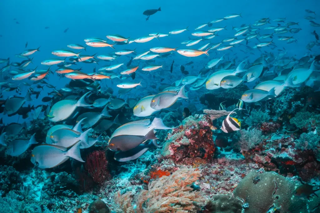Schooling fish and sharks at Castle Rock dive site in Komodo National Park